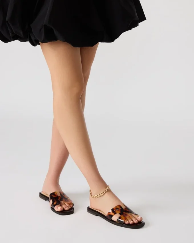 Hadyn Tortoise Hadyn Tortoise